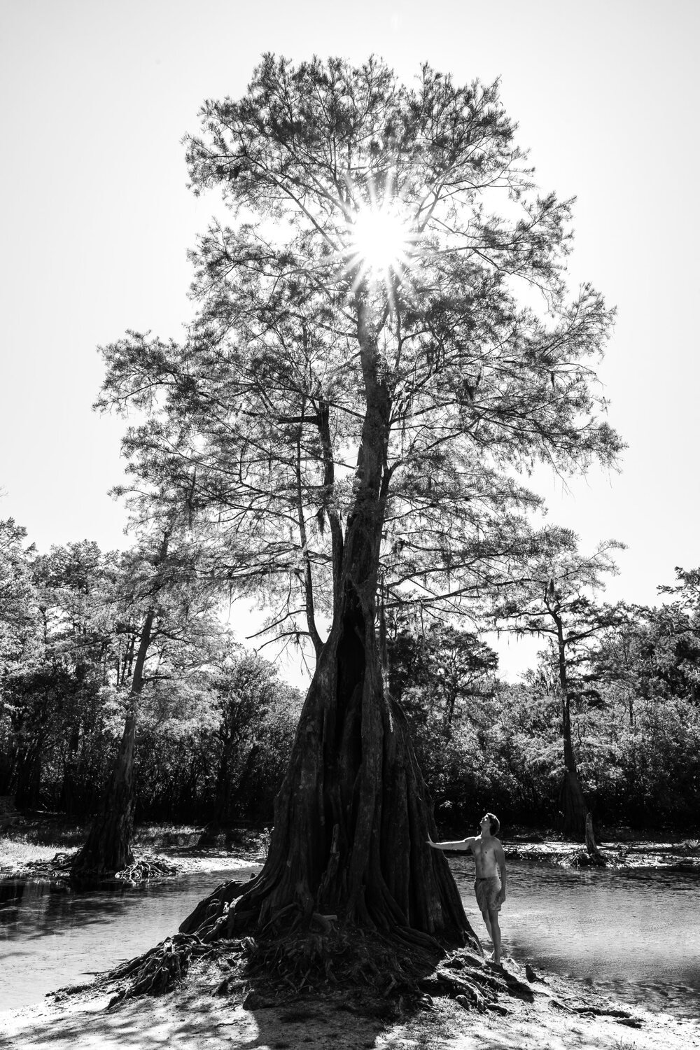 Brandon looking up at a towering cypress with the sun bursting through, black and white