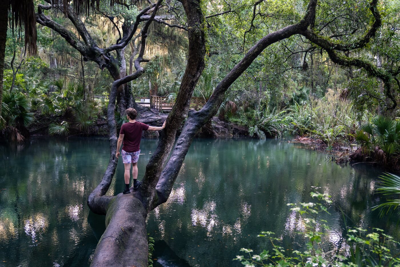 Brandon standing on an oak branch over a turquoise Florida spring