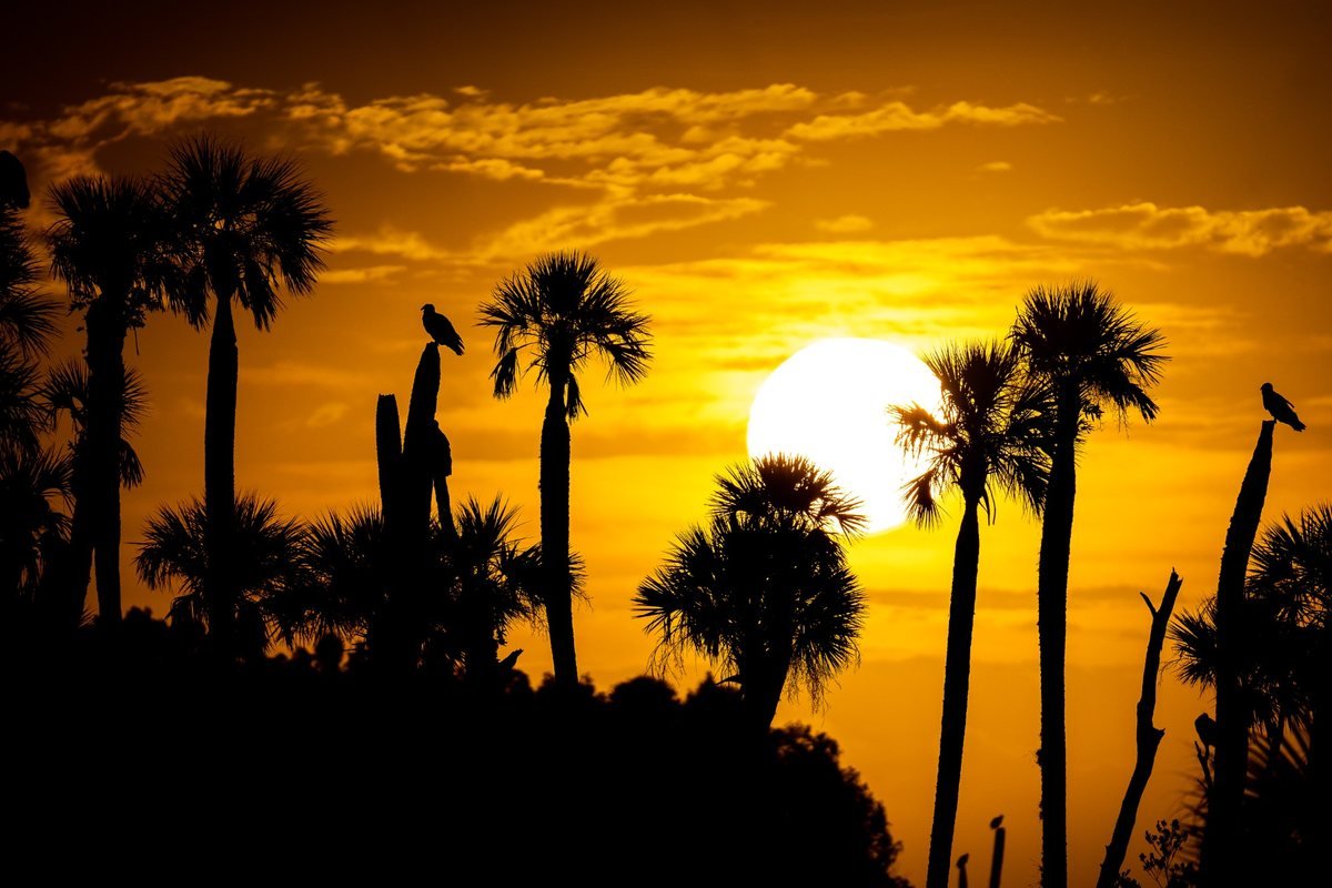 Old Florida Vibes collection, palm silhouettes against a golden sunrise