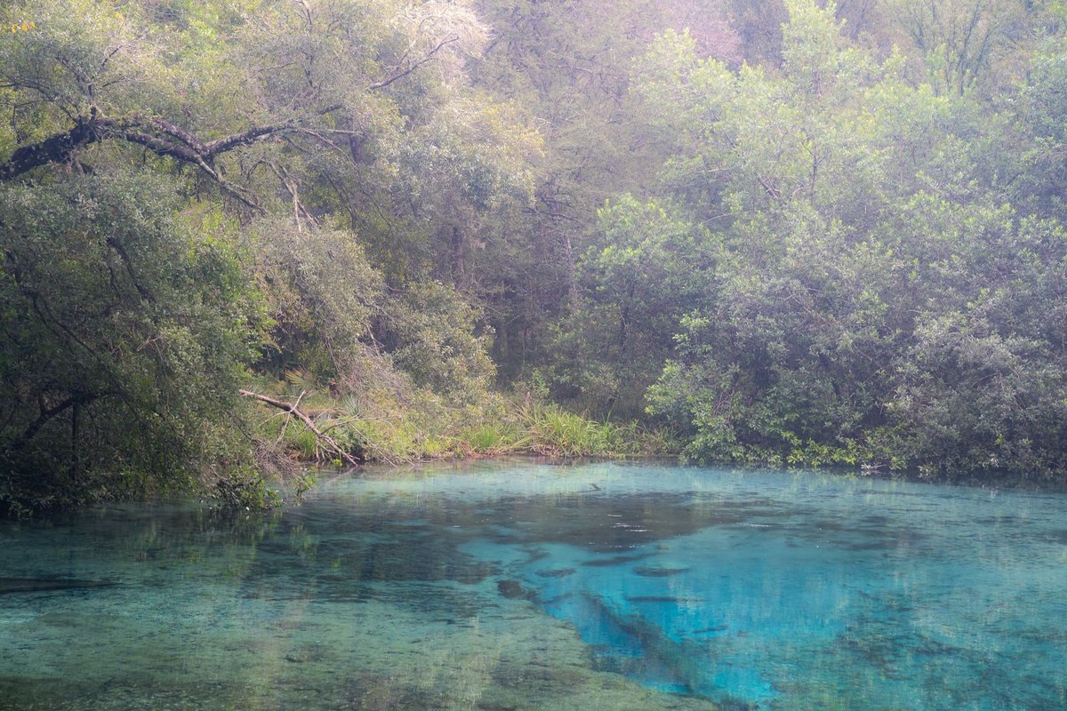 A Florida spring through the trees, from Sacred Headwaters