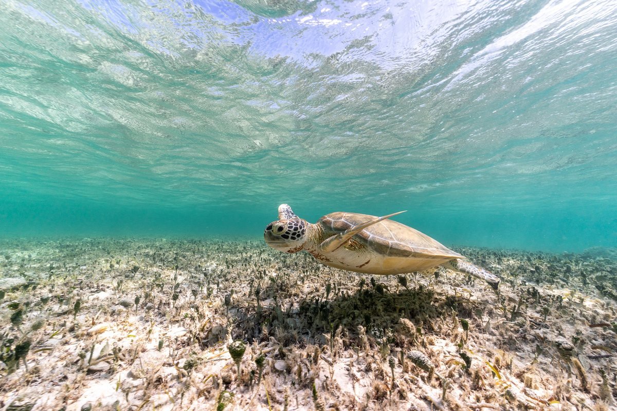 Spirits of the Blue collection, a sea turtle gliding over seagrass in shallow clear water