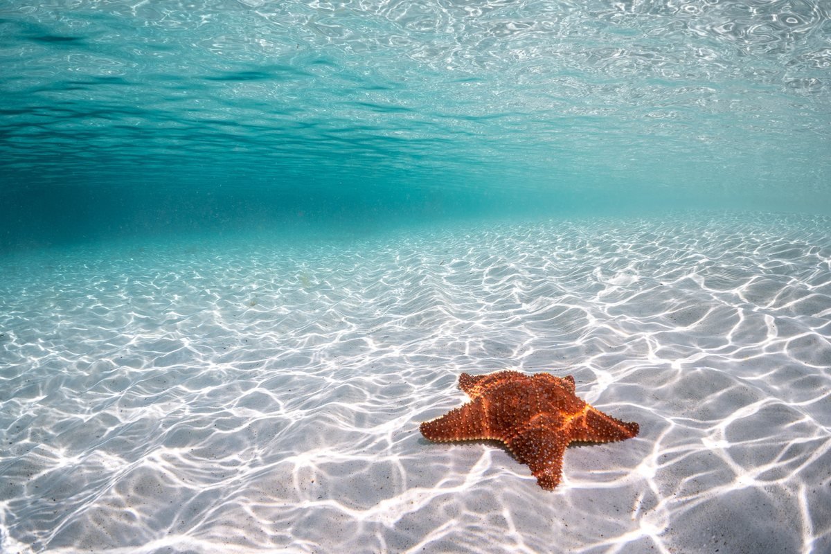 The Deep Blue: Ocean Landscapes collection, a starfish resting on sunlit rippled sand