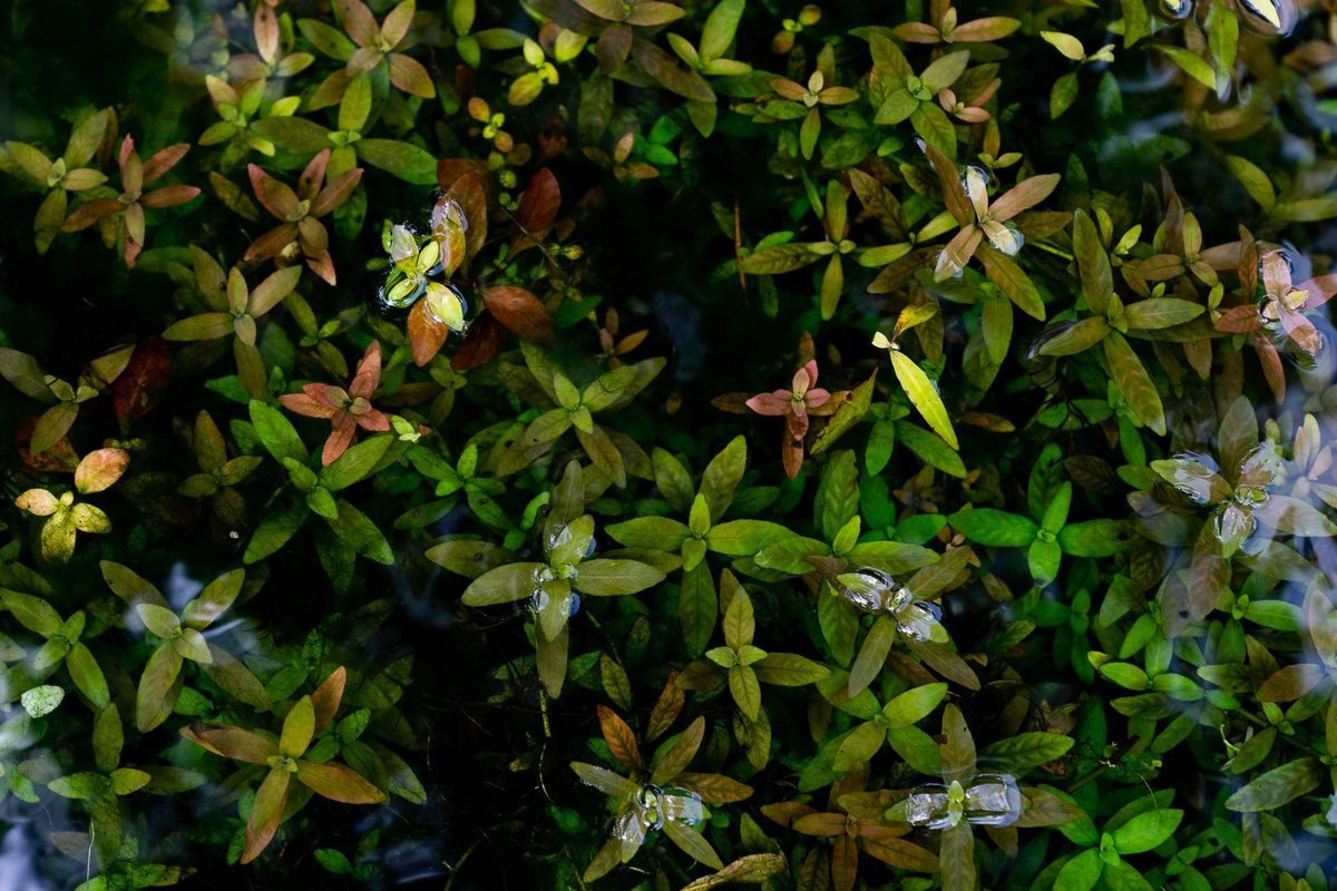 Underwater Forests collection
