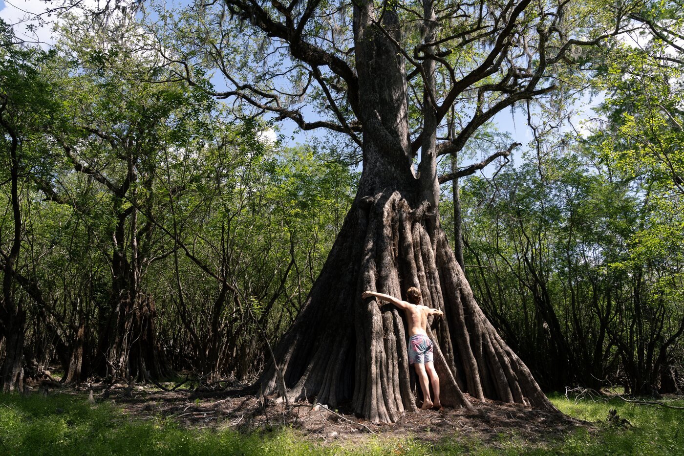 Brandon hugging the trunk of an ancient cypress tree
